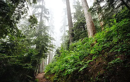 斯诺夸尔米山口 美国 树木 景观 电脑壁纸 4K壁纸