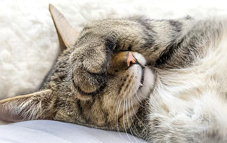 猫 动物 猫 特写 睡眠 电脑壁纸 4K壁纸