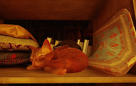 流浪 猫 电脑壁纸 4K壁纸