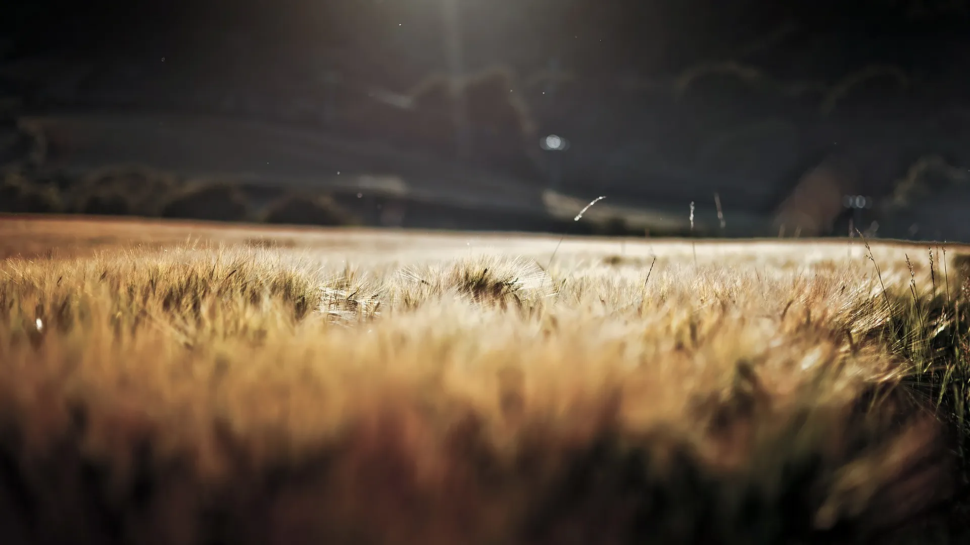 小麦 风景 宏观 自然 田野 电脑壁纸 4K壁纸