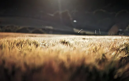 小麦 风景 宏观 自然 田野 电脑壁纸 4K壁纸