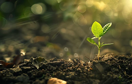 AI艺术 景深 环境 自然 污垢 植物 阳光  电脑壁纸 4K壁纸