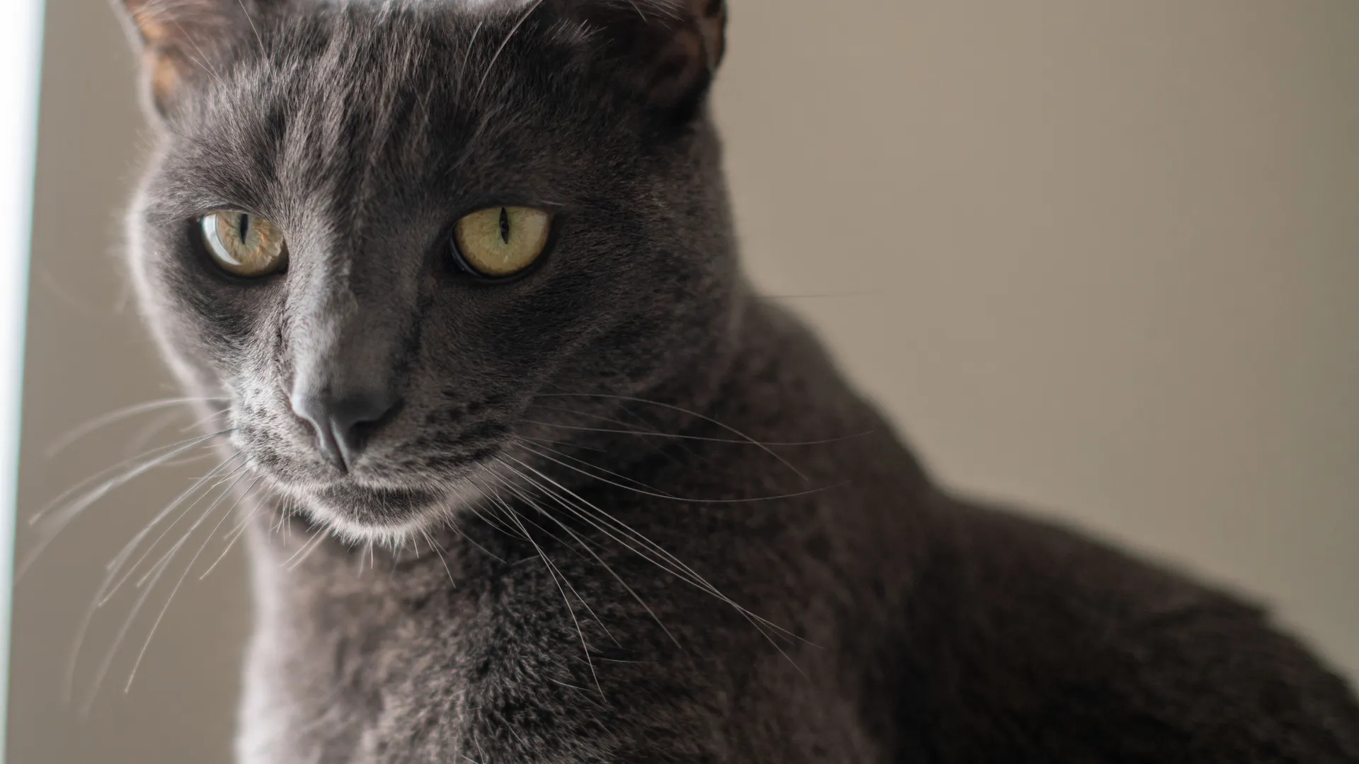 猫眼 猫 特写 毛茸茸的 动物 电脑壁纸 4K壁纸