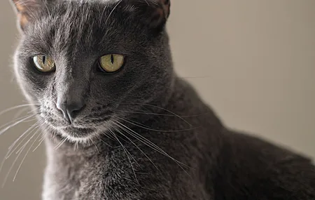 猫眼 猫 特写 毛茸茸的 动物 电脑壁纸 4K壁纸