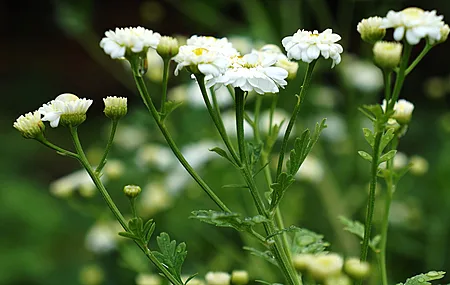 洋甘菊 花 白色花 植物 特写 电脑壁纸 4K壁纸