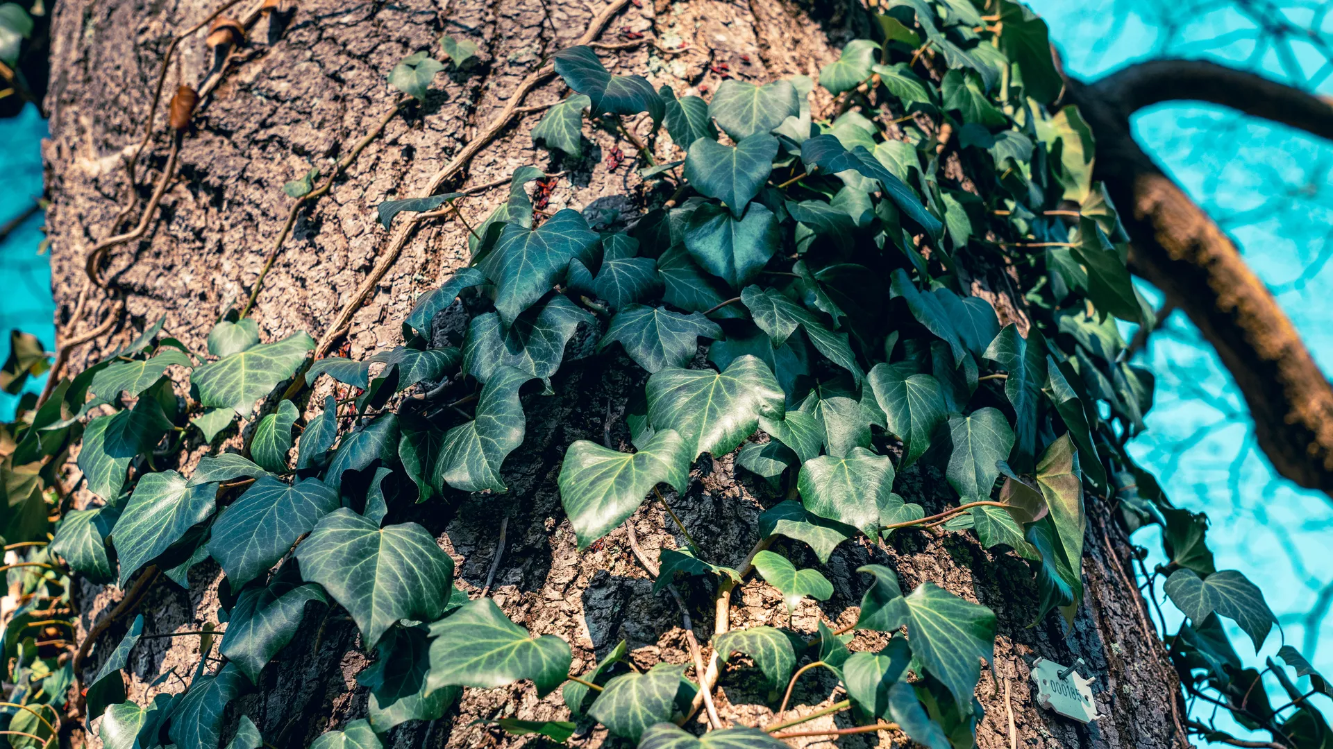 常春藤 电脑壁纸 4K壁纸