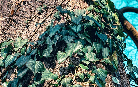 常春藤 电脑壁纸 4K壁纸