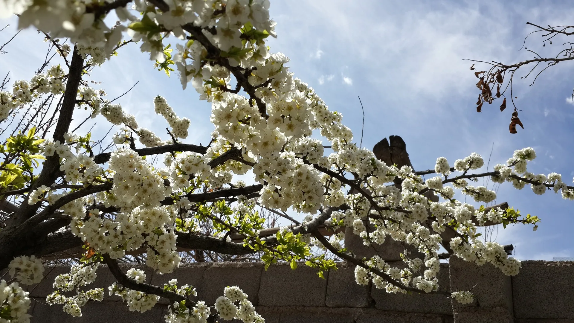 花 植物 白花 电脑壁纸 4K壁纸