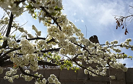 花 植物 白花 电脑壁纸 4K壁纸