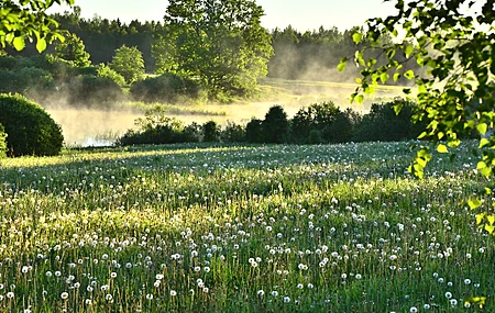 自然 蒲公英 森林 树木 河流 田野 风景 灌木 电脑壁纸 4K壁纸