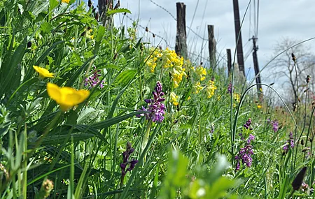 野花 花卉 户外 景深 电脑壁纸 4K壁纸