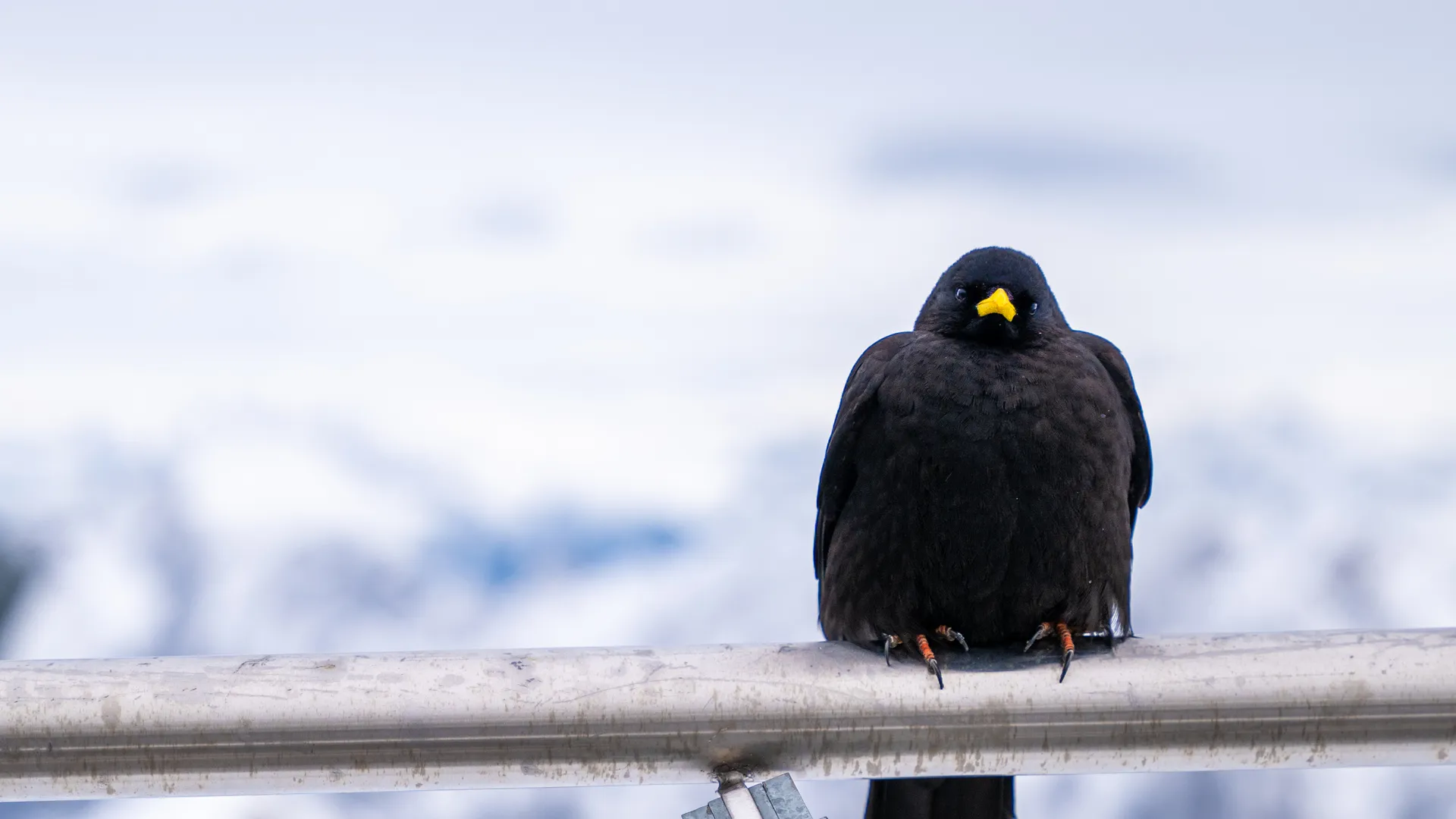 山 雪 冰 鸟  手机壁纸 4K壁纸