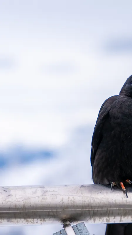 山 雪 冰 鸟  手机壁纸 4K壁纸