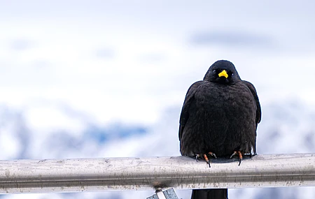 山 雪 冰 鸟  手机壁纸 4K壁纸