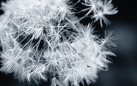 微距 单色 电脑贴纸 8 K贴纸