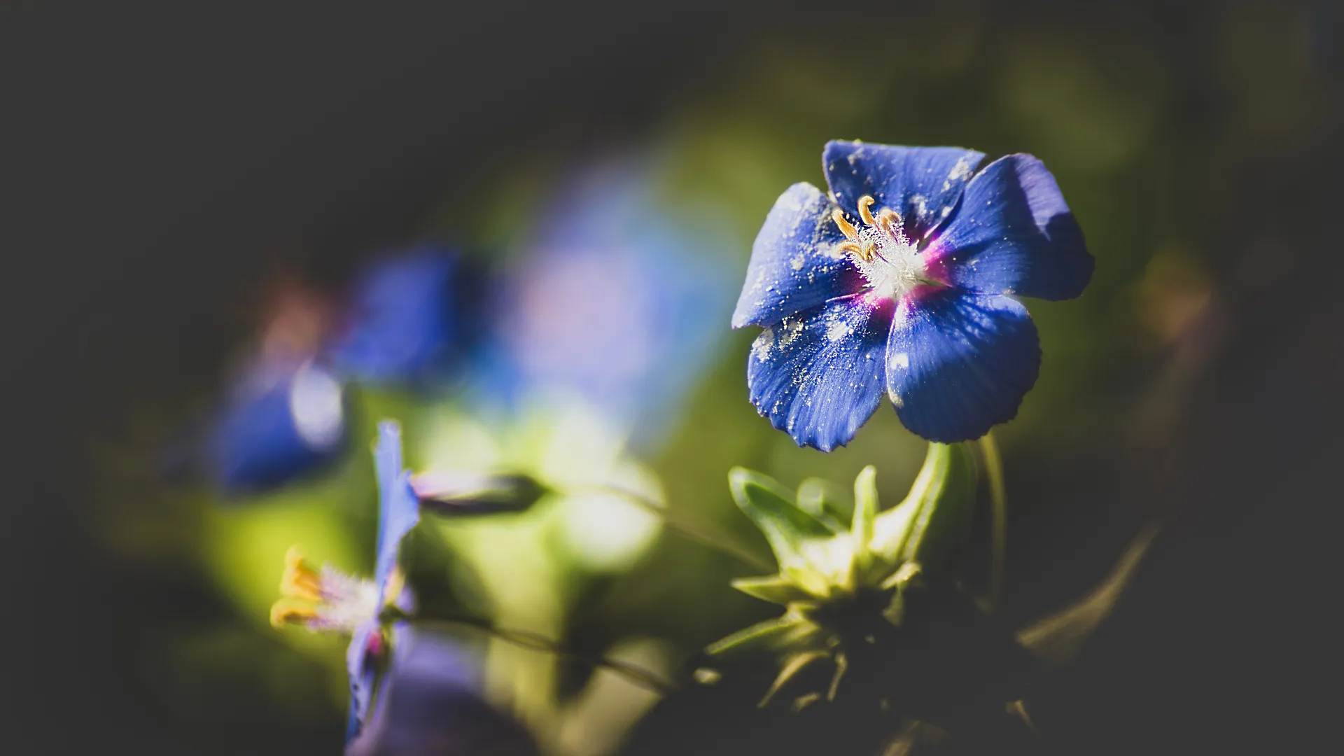 图片 摄影 自然 电脑壁纸 4K壁纸