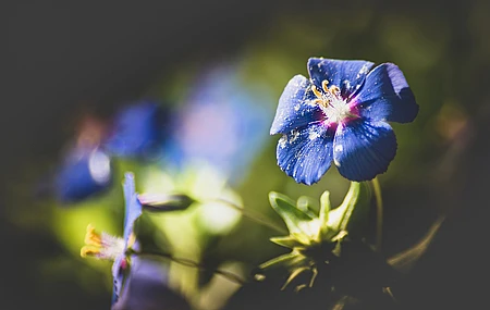 图片 摄影 自然 电脑壁纸 4K壁纸