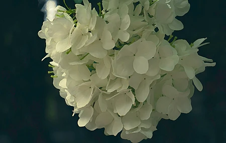 鲜花 绣球 电脑壁纸 4K壁纸