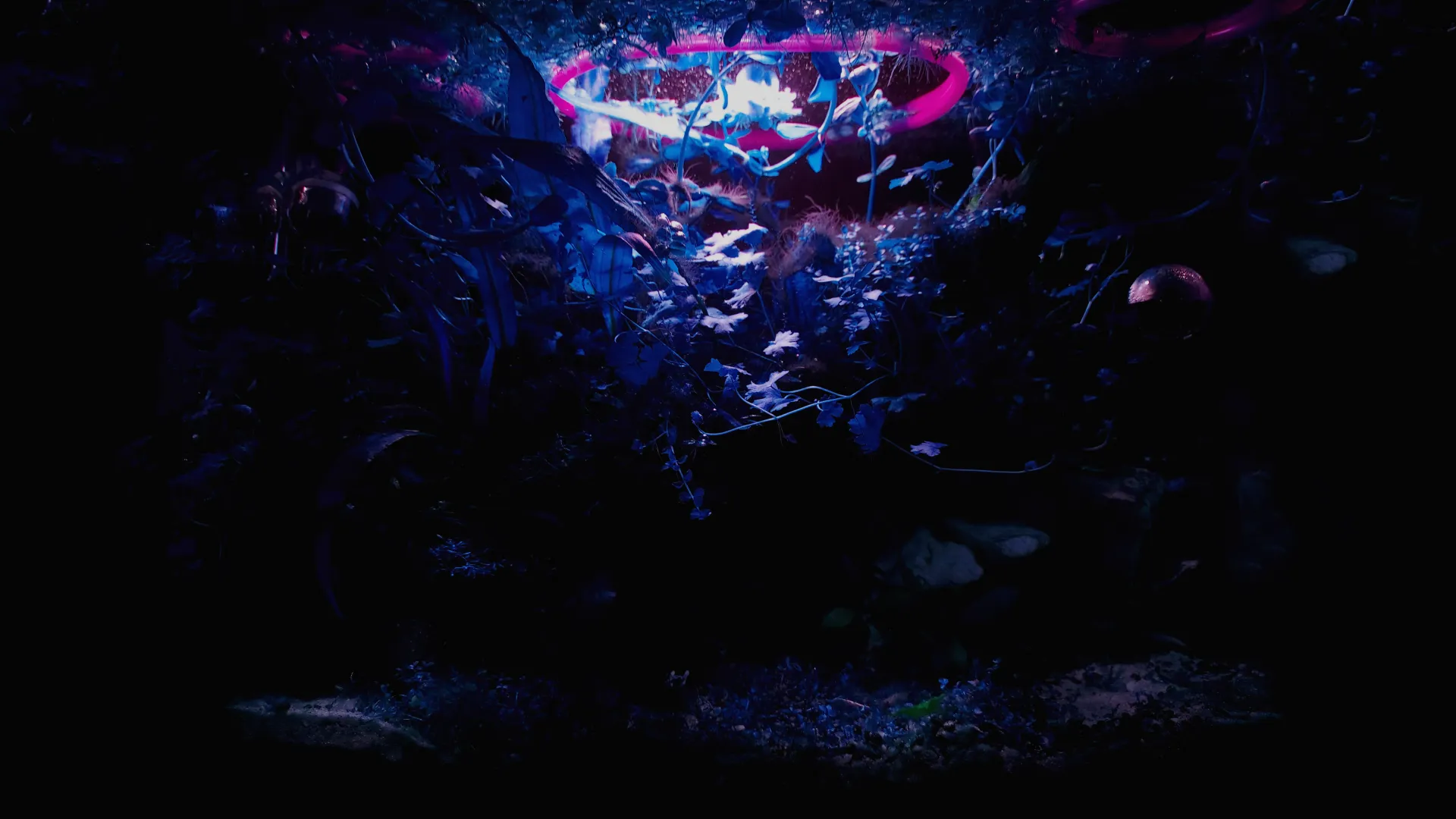 紫色背景 蓝色背景 水族馆 水 水下 植物 摄影 超宽  电脑贴纸 8 K贴纸