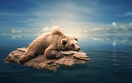 灰熊 棕熊  漂浮 海面 休息 电脑壁纸 4K壁纸