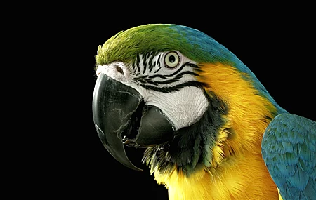 鹦鹉 猛禽 近照 特写  电脑壁纸 4K壁纸