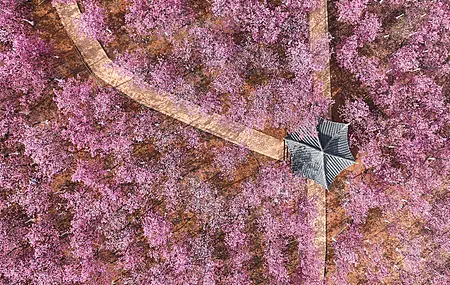 自然 景观 花卉 丁香 鸟瞰图  电脑壁纸 4K壁纸