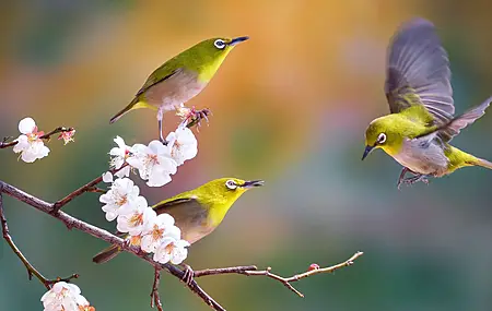 自然 摄影 鸟类 花卉 电脑壁纸 4K壁纸