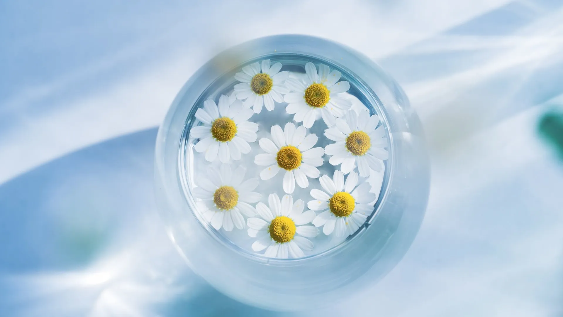 花 蓝色背景 雏菊 水 电脑壁纸 4K壁纸