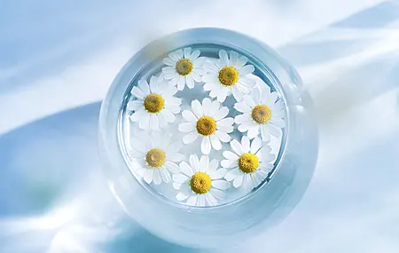 花 蓝色背景 雏菊 水 电脑壁纸 4K壁纸