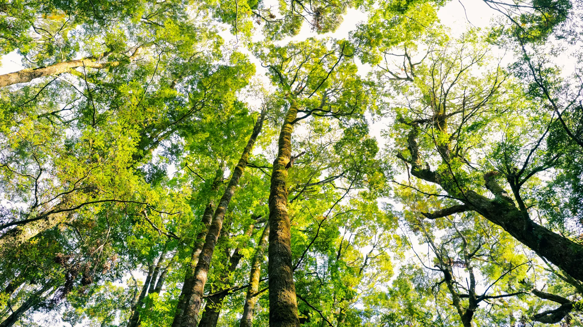 树 底部视图 天空  电脑壁纸 4K壁纸