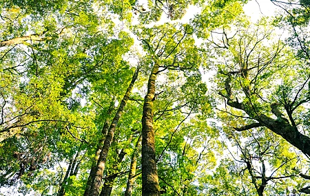 树 底部视图 天空  电脑壁纸 4K壁纸