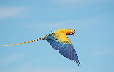 鸟  鹦鹉 动物  电脑壁纸 4K壁纸