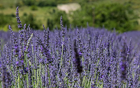 熏衣草 自然 植物 花卉  电脑壁纸 4K壁纸