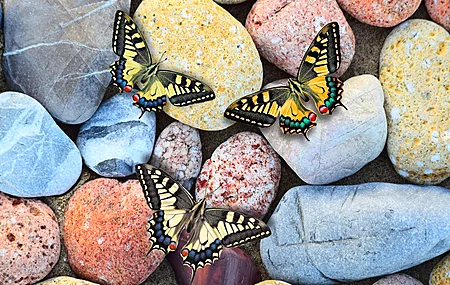 石头 蝴蝶 五颜六色 动物 昆虫 岩石 自然  电脑壁纸 4K壁纸