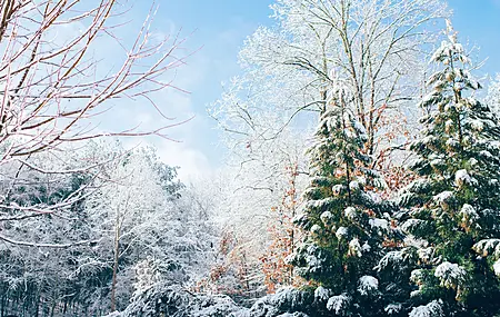 苹果树  森林 山脉 冬天 雪 松树 圣诞树 电脑壁纸 4K壁纸