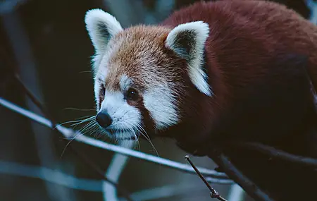 动物 熊猫 小熊猫 动物园 萌宠 治愈 电脑壁纸 4K壁纸