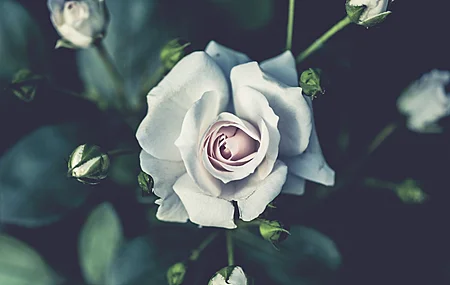 自然 花 植物 白色 玫瑰  电脑壁纸 4K壁纸