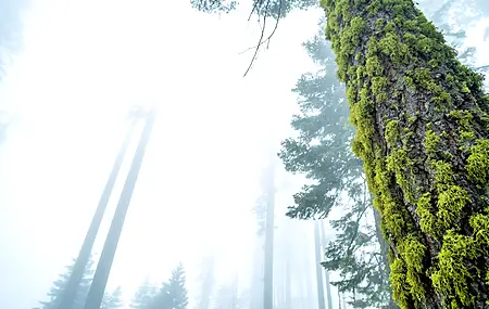 树木 苔藓 深林 自然 景观 电脑壁纸 4K壁纸