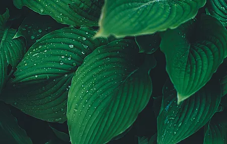 植物 树叶 水滴 绿色 清新 治愈 电脑壁纸 4K壁纸