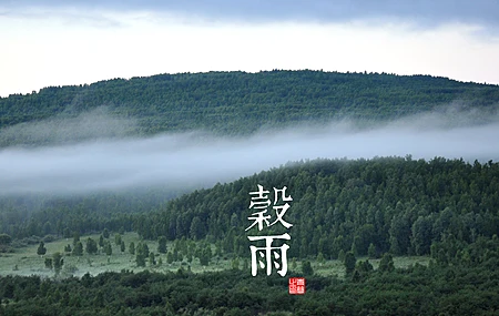 森林 树木 绿色 风景 薄雾  电脑壁纸 4K壁纸