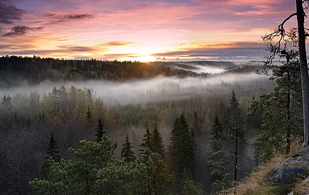树木 薄雾 日落 自然 风景 阳光 电脑壁纸 4K壁纸