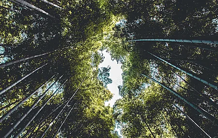 自然 树木 竹子 绿色 森林 电脑壁纸 4K壁纸