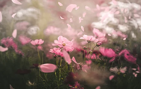 春天 花朵 自然 植物 清新 治愈 电脑壁纸 4K壁纸