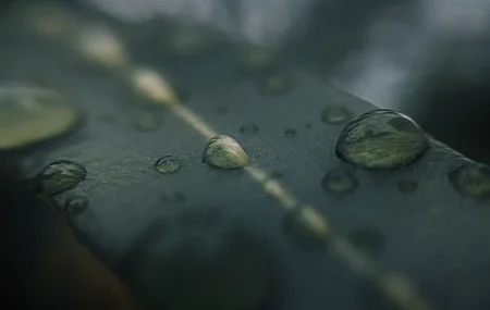 水滴 树叶 自然 景观 清新 治愈 电脑壁纸 4K壁纸