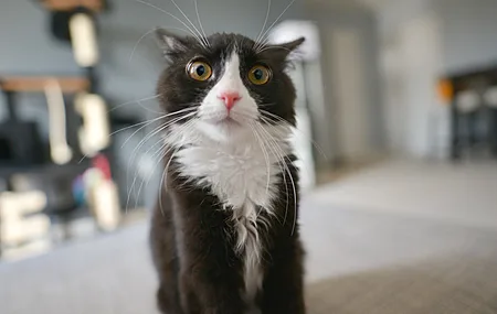 动物 猫 治愈 电脑壁纸 4K壁纸