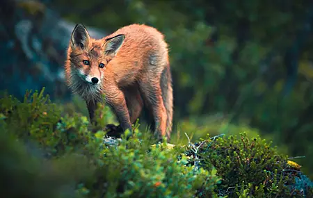 动物 草 田野 森林 狐狸 电脑壁纸 4K壁纸