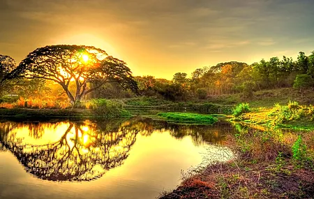 自然 风景 树木 日落 阳光 植物 水 天空  电脑壁纸 4K壁纸