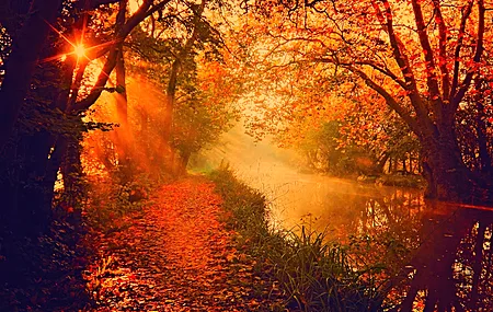 树木 河流 阳光 秋天 自然 阳光 落叶  电脑壁纸 4K壁纸