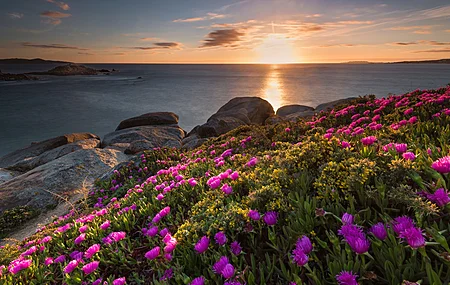 鲜花 草 彩色 风景 自然 天空 阳光 海岸 植物  电脑壁纸 4K壁纸
