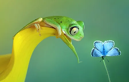 蝴蝶 花 动物 青蛙 昆虫 清新 电脑壁纸 4K壁纸
